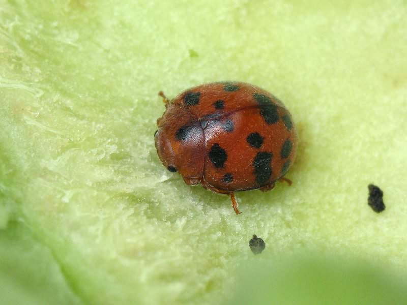 Subcoccinella vigintiquatuorpunctata (Linnaeus, 1758)
